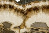 Polished Barite and Marcasite Slab - Lubin Mine, Poland #302261-1